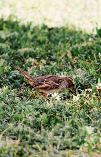 Bird on a field