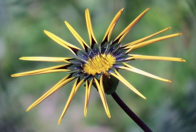 Close-up of yellow flower