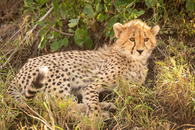 Cheetah cub lies in shade of bush