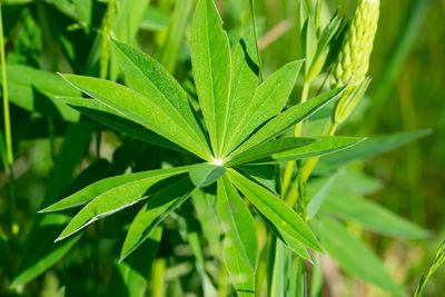 High angle view of plant growing on field