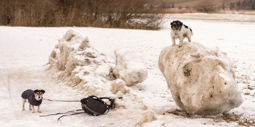 Dogs on snow covered land