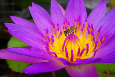 Close-up of bee pollinating on pink flower