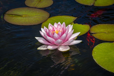 Lotus water lily in pond