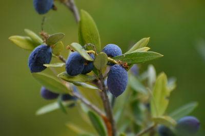 Close-up of olives growing on plant