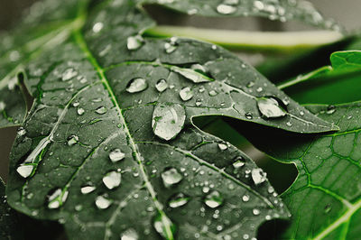 Close-up of water drops on leaves