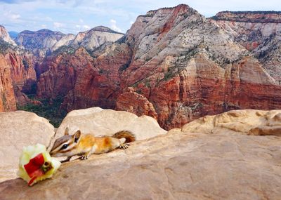 View of animals on rock