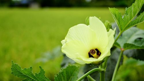 Close-up of insect on flower