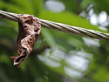 Close-up of lizard on tree