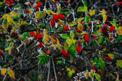 Close-up of red berries growing on tree