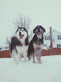 Dog in snow against sky during winter