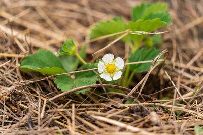 Close-up of white flowering plant on field