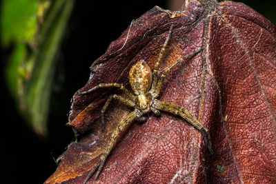 Close-up of lizard