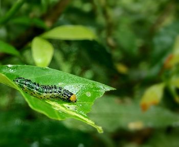 Close-up of insect on leaf