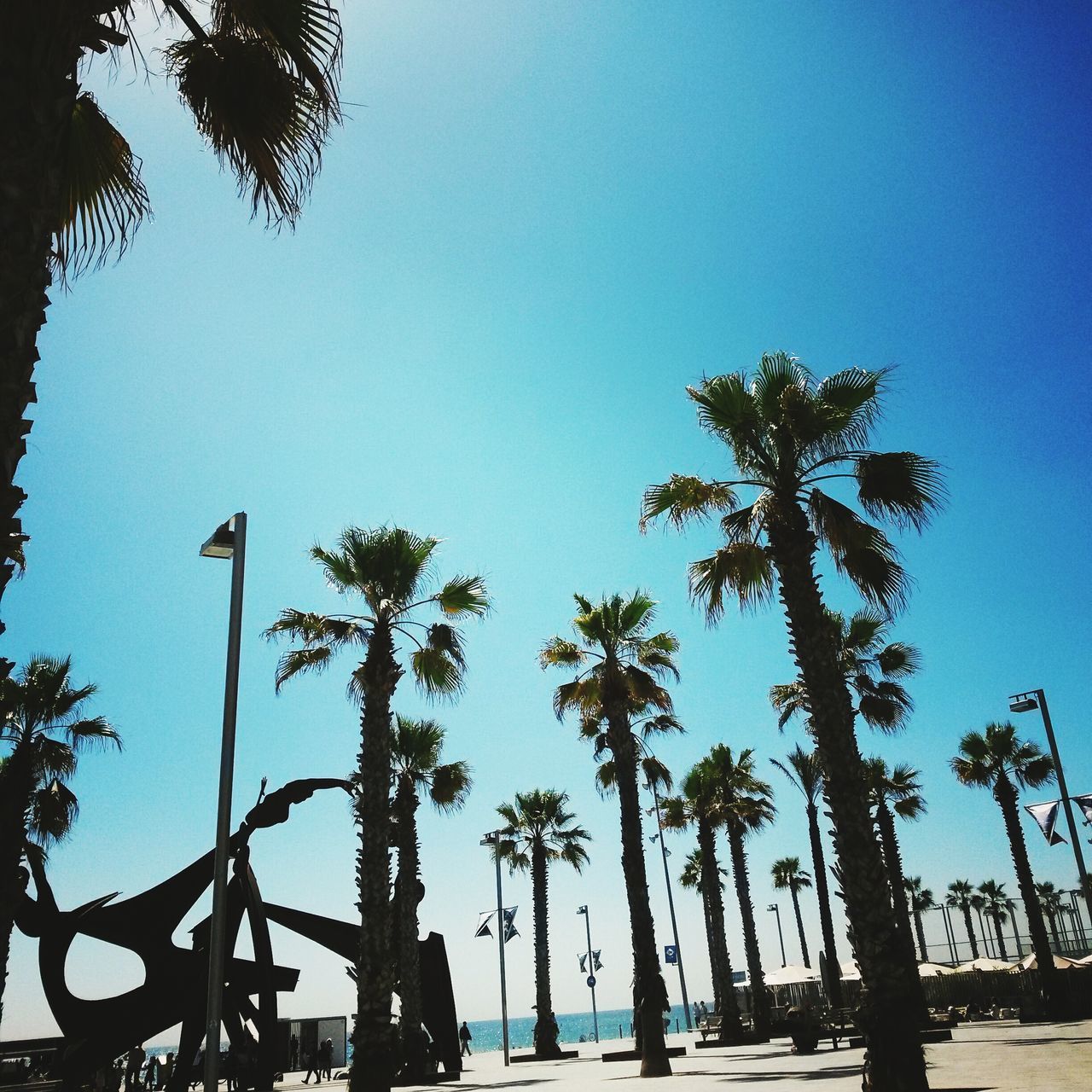 tree, clear sky, palm tree, low angle view, growth, transportation, copy space, silhouette, blue, bicycle, land vehicle, mode of transport, tree trunk, nature, sunlight, street light, sky, tranquility, outdoors, coconut palm tree