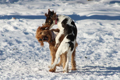 Dog on snow