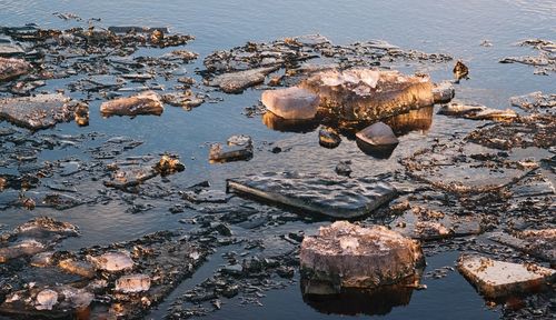 High angle view of crab on rock at lake