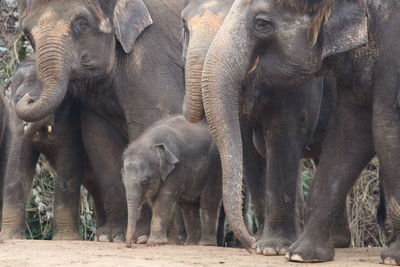 Elephants standing on land