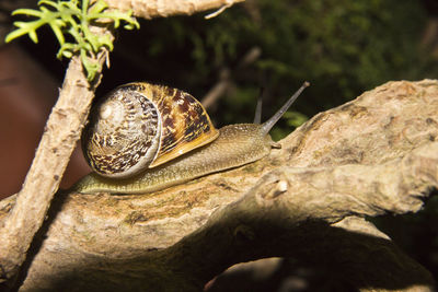 Close-up of insect on branch