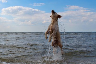 Big white dog jumps out of the sea towards the blue sky