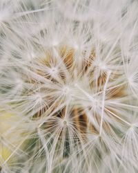 Close-up of dandelion