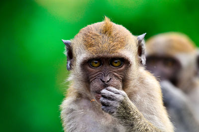 Close-up of a baby monkey