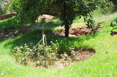 Trees and plants on field in forest