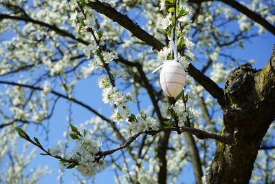 Low angle view of white flowering tree branch  decorated with  the white easter egg