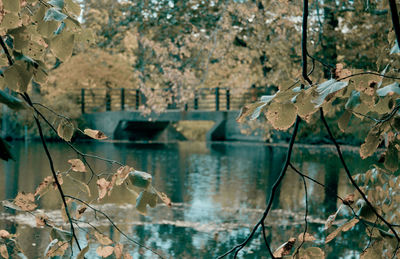 Close-up of plants by river