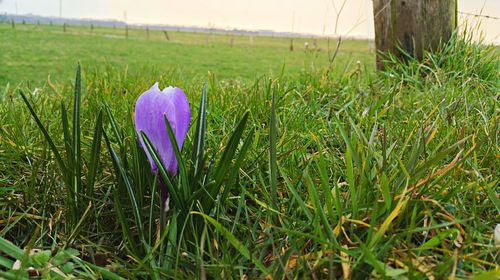 Full frame shot of white flowers blooming in grassy field