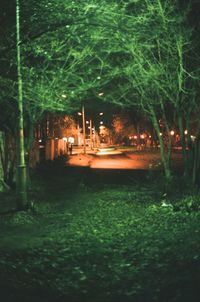 Illuminated trees by grass at night