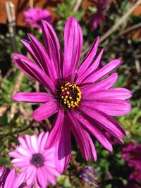 Close-up of purple coneflower blooming outdoors