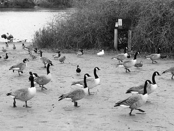 Birds in water