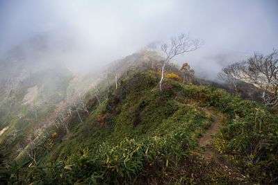 Plants growing on land against sky