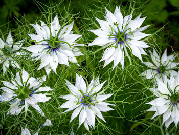 Close-up of white flowering plants on field