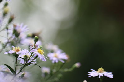 Close-up of fresh white flowers blooming in park