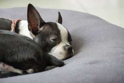 Close-up of a dog resting