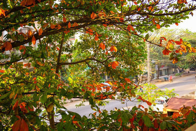 Trees growing in front of building