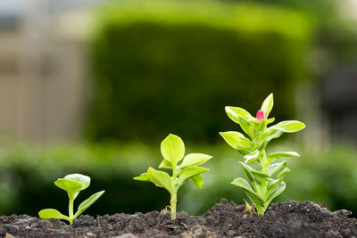 Close-up of small plant growing on field