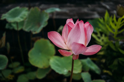 Lotus flower and plants at buddhist temple in singaraja, bali, indonesia