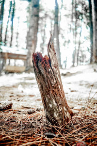Close-up of tree trunk in forest