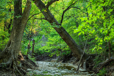 Scenic view of trees in forest