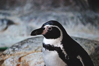Close-up of penguin against blurred background