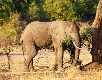 Side view of elephant standing on land