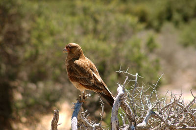 Close-up of bird perching on a tree