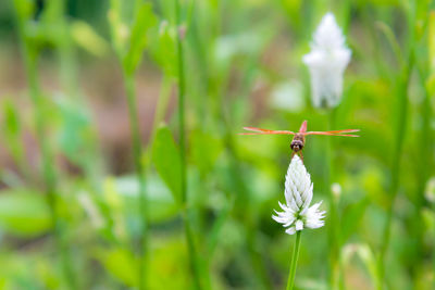 Close-up of dragonfly on white flower