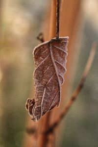 Close-up of dried leaf on plant