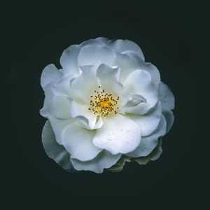 Close-up of white rose against black background