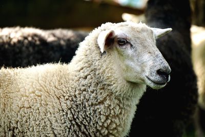 White sheep infront of other sheep on pasture