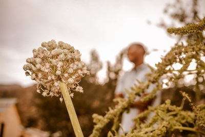 Close-up of flowering plant on field against sky