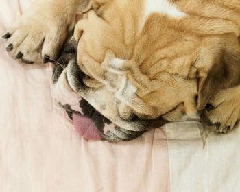 Close-up of a dog sleeping